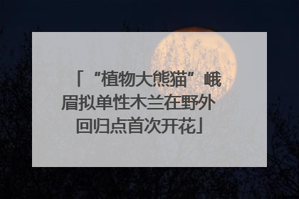 “植物大熊猫”峨眉拟单性木兰在野外回归点首次开花