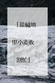 盐碱地里小麦收割忙