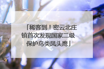 稀客到！密云北庄镇首次发现国家二级保护鸟类凤头鹰