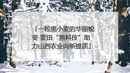 一粒黑小麦的华丽蜕变 麦田“黑科技”助力山西农业向新提质