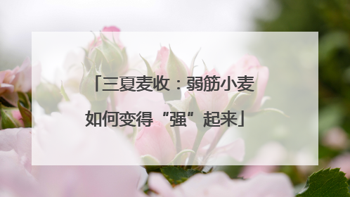 三夏麦收：弱筋小麦如何变得“强”起来