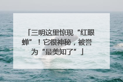 三明这里惊现“红眼蝉”！它很神秘，被誉为“最美知了”