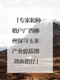 专家和种植户广西柳州探寻玉米产业提质增效新路径