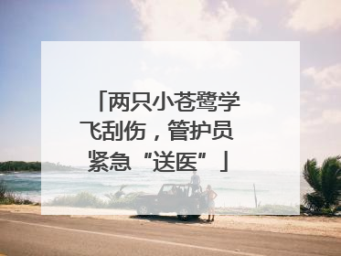 两只小苍鹭学飞刮伤，管护员紧急“送医”