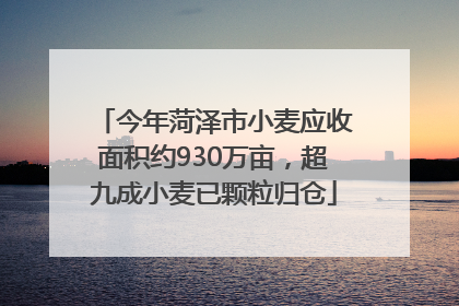 今年菏泽市小麦应收面积约930万亩，超九成小麦已颗粒归仓