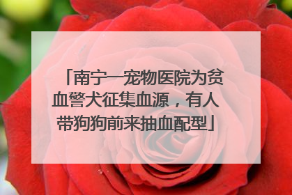 南宁一宠物医院为贫血警犬征集血源，有人带狗狗前来抽血配型
