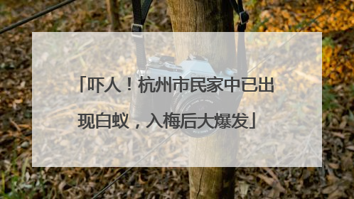 吓人！杭州市民家中已出现白蚁，入梅后大爆发