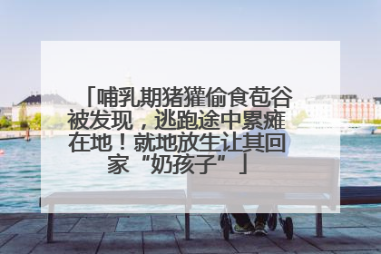 哺乳期猪獾偷食苞谷被发现，逃跑途中累瘫在地！就地放生让其回家“奶孩子”