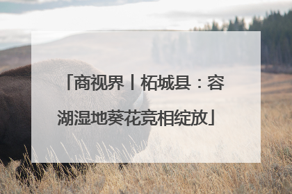 商视界丨柘城县：容湖湿地葵花竞相绽放