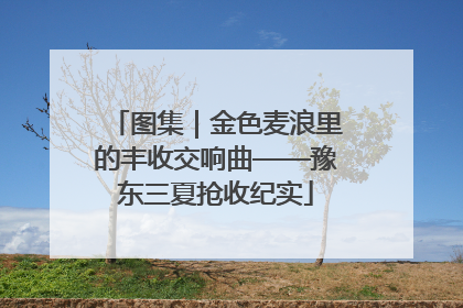 图集｜金色麦浪里的丰收交响曲——豫东三夏抢收纪实