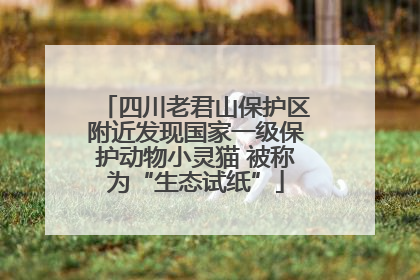 四川老君山保护区附近发现国家一级保护动物小灵猫 被称为“生态试纸”