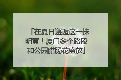 在夏日邂逅这一抹明黄！厦门多个路段和公园腊肠花盛放
