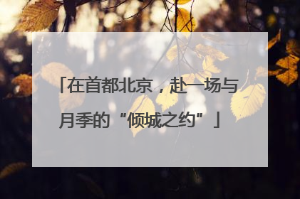 在首都北京，赴一场与月季的“倾城之约”