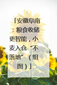 安徽阜南：粮食收储更智能，小麦入仓“不落地”（组图）