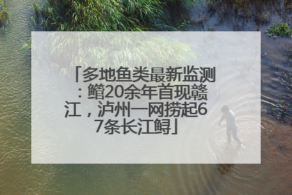 多地鱼类最新监测：鳤20余年首现赣江，泸州一网捞起67条长江鲟