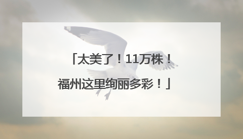 太美了！11万株！福州这里绚丽多彩！