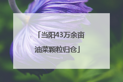 当阳43万余亩油菜颗粒归仓