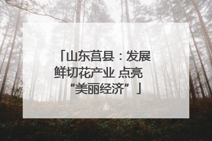 山东莒县：发展鲜切花产业 点亮“美丽经济”