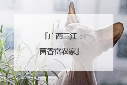 广西三江：菌香富农家