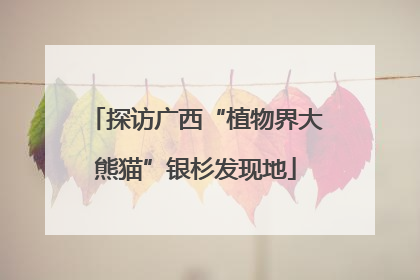 探访广西“植物界大熊猫”银杉发现地