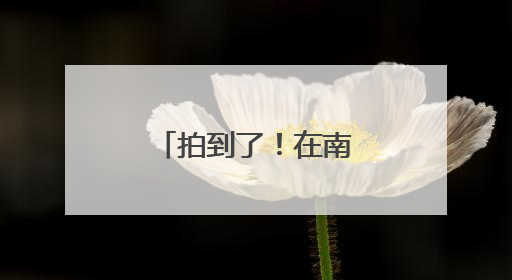 拍到了！在南通这片海域出现伪虎鲸群