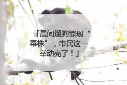 晨间遛狗惊现“毒株”，市民这一举动亮了！