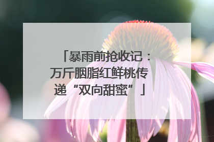 暴雨前抢收记：万斤胭脂红鲜桃传递“双向甜蜜”