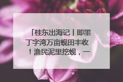 桂东出海记丨即墨丁字湾万亩蚬田丰收！渔民泥里挖蚬，一天上岸过千斤