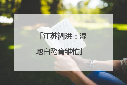 江苏泗洪：湿地白鹭育雏忙