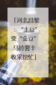 河北昌黎：“土豆”变“金豆” 马铃薯丰收采挖忙