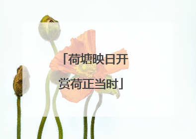 荷塘映日开 赏荷正当时