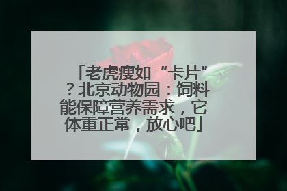 老虎瘦如“卡片”？北京动物园：饲料能保障营养需求，它体重正常，放心吧