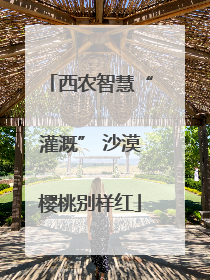 西农智慧“灌溉” 沙漠樱桃别样红