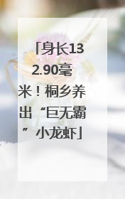 身长132.90毫米！桐乡养出“巨无霸”小龙虾
