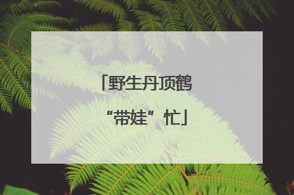 野生丹顶鹤“带娃”忙