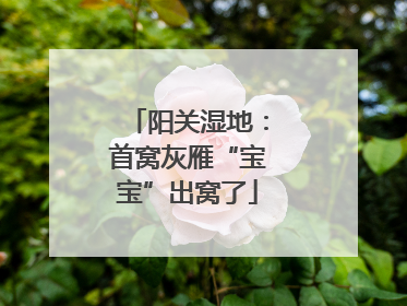 阳关湿地：首窝灰雁“宝宝”出窝了