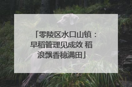 零陵区水口山镇：早稻管理见成效 稻浪飘香穗满田