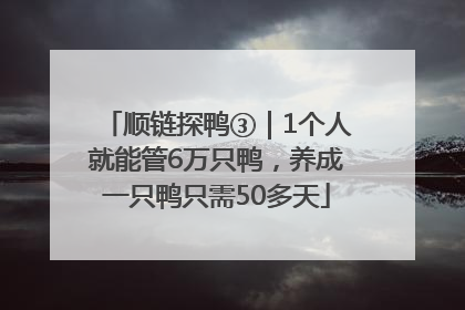 顺链探鸭③｜1个人就能管6万只鸭，养成一只鸭只需50多天