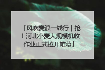 风吹麦浪一线行｜抢！河北小麦大规模机收作业正式拉开帷幕