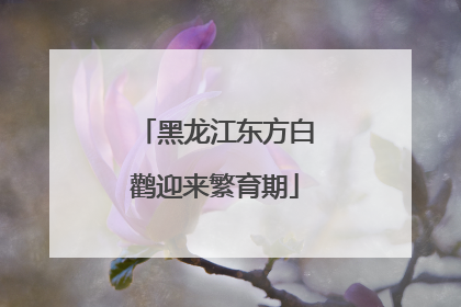 黑龙江东方白鹳迎来繁育期