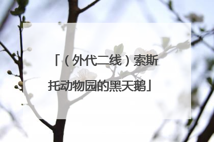 （外代二线）索斯托动物园的黑天鹅