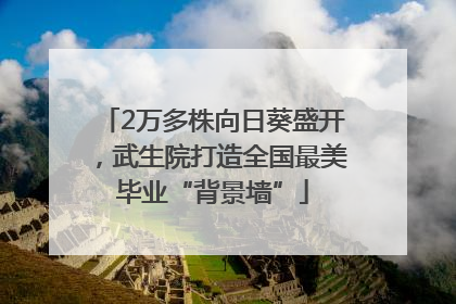 2万多株向日葵盛开，武生院打造全国最美毕业“背景墙”