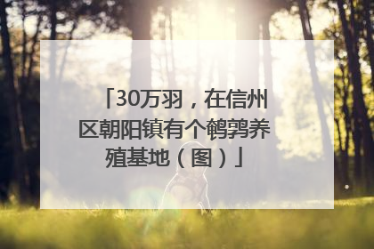 30万羽，在信州区朝阳镇有个鹌鹑养殖基地（图）