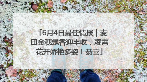 6月4日最佳情报｜麦田金穗飘香迎丰收，凌霄花开娇艳多姿！恭喜